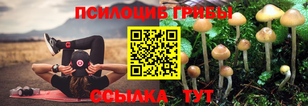 Псилоцибиновые грибы Psilocybe  Вход с VPN  Зерноград  Псилоцибиновые грибы Cubensis 